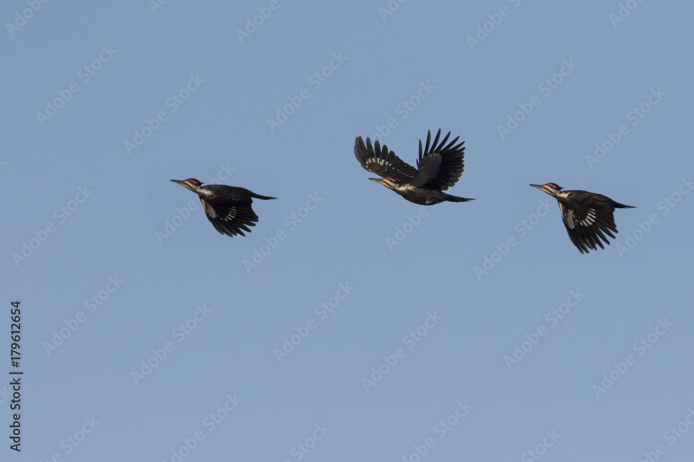 Fototapeta premium pileated woodpecker in flight