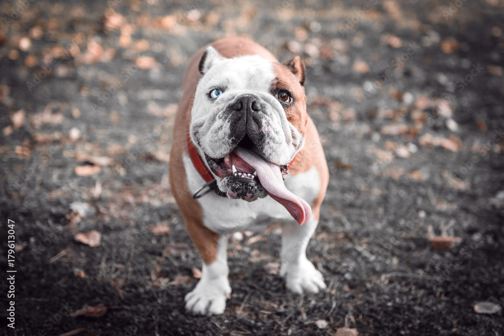 Obraz premium Portrait of female English bulldog with blue eye,selective focus