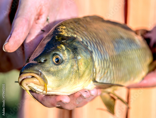 Fototapeta Naklejka Na Ścianę i Meble -  Fish carp in the hands