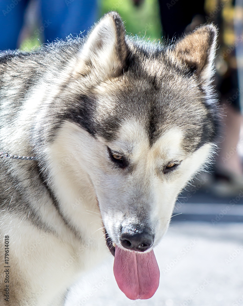 Obraz premium Husky dog ​​head