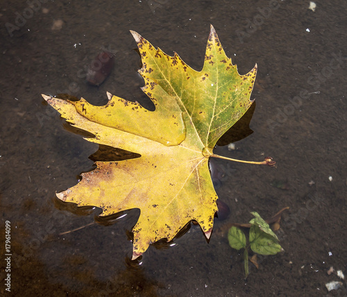 Autumn leaf on the water