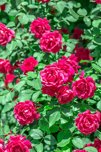 rosebush