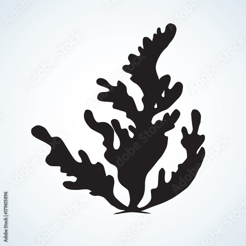 Seaweed. Vector drawing