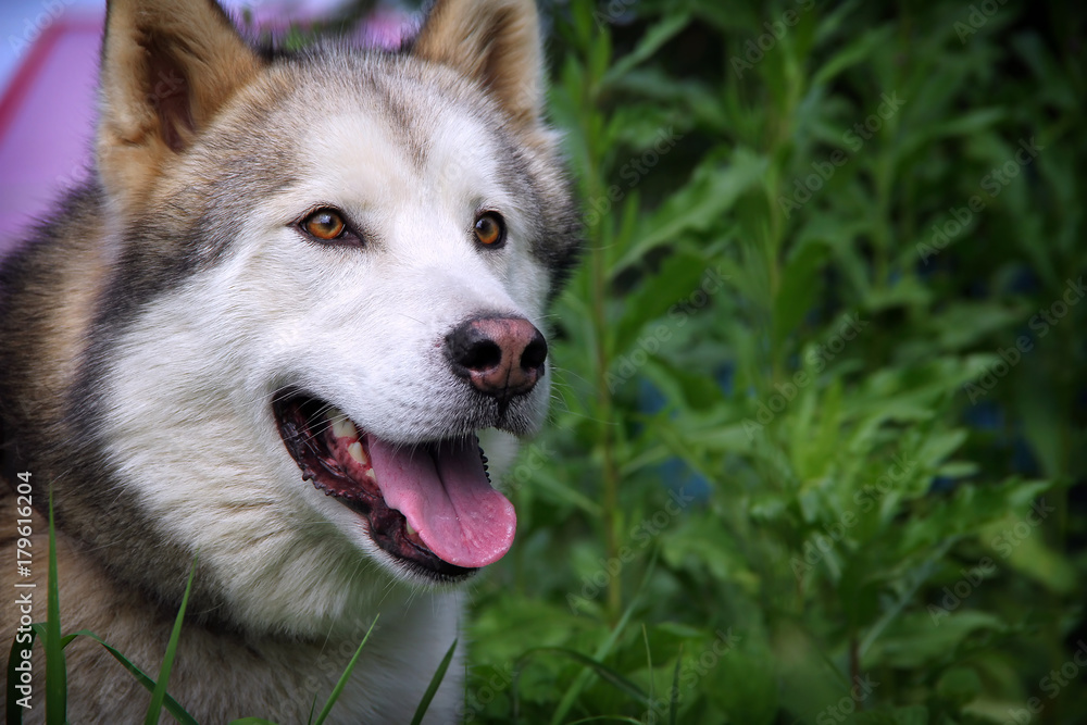Alaskan Malamute Alaskan Malamute
