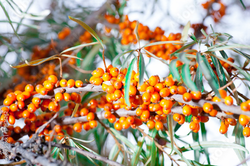 fruits of sea buckthorn garden healthy vitamins beautiful bright yellow autumn on a tree branch in the forest © mironovm