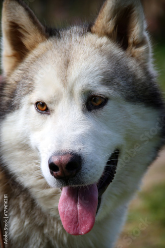 Alaskan Malamute