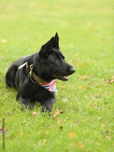 Chien de Garde détouré