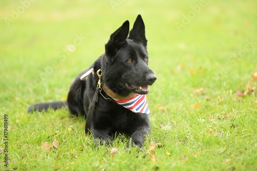 Chien de Garde détouré