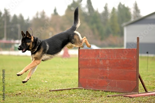 Chien de Garde détouré