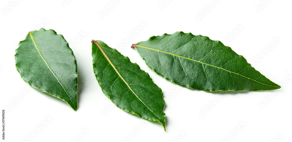 Obraz premium Fresh bay leaves