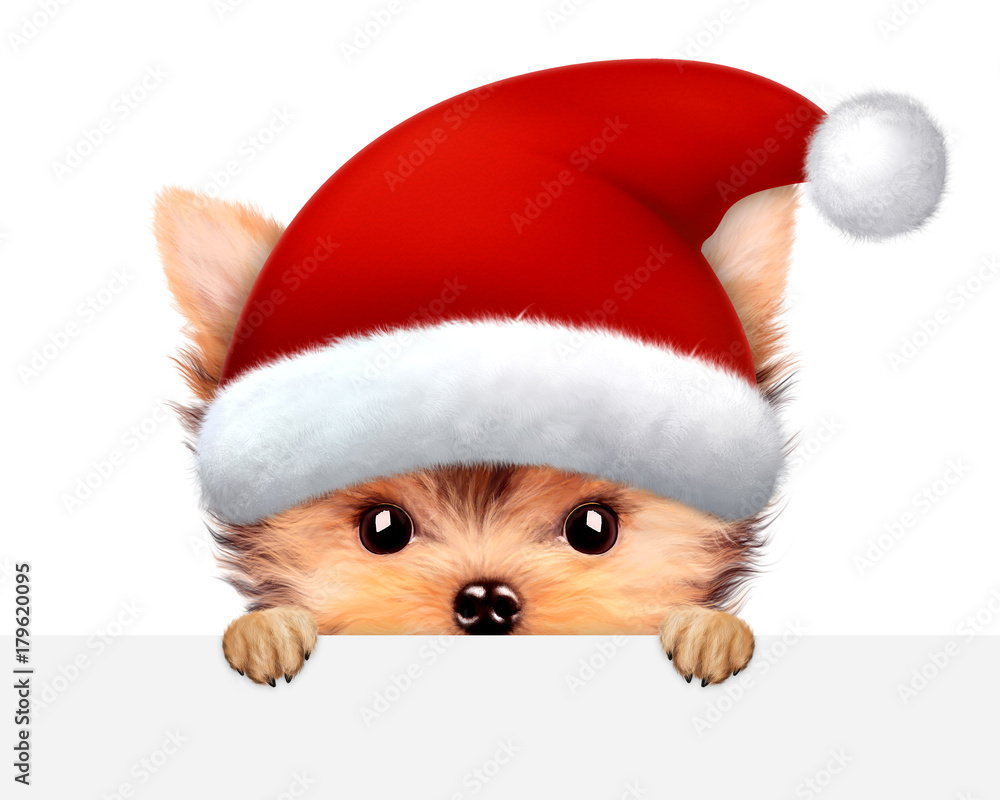 Funny Dog wearing Santa hat. Christmas concept Funny Dog wearing Santa hat. Christmas concept