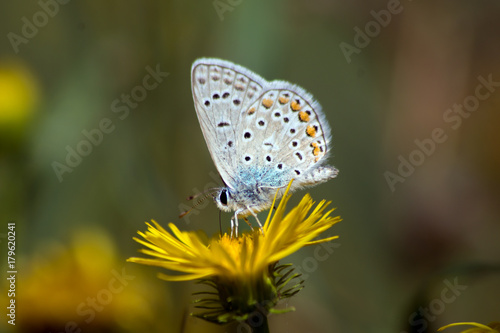 common blue (Polyommatus icarus) © dadalia