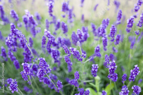 fields of lavender on the summer time © fokaszara
