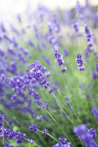 Fototapeta Naklejka Na Ścianę i Meble -  fields of lavender on the summer time