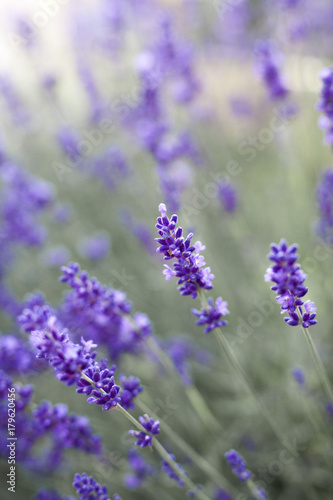 fields of lavender on the summer time