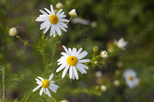 daisy on the meadow