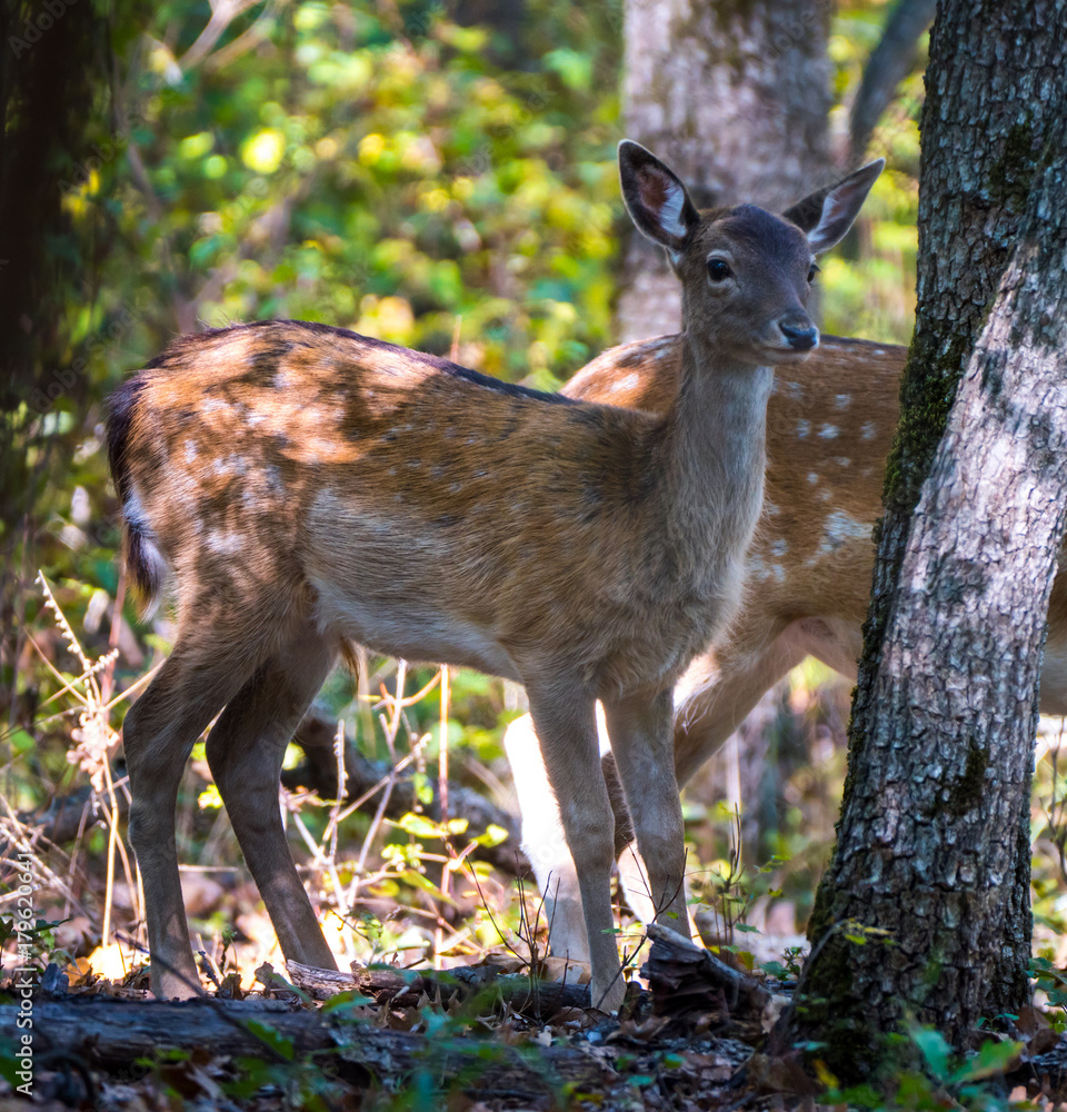 Fototapeta premium Fallow deer group in the forest, in a summer evening
