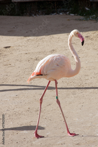 Pink flamingo (Phoenicopterus roseus)