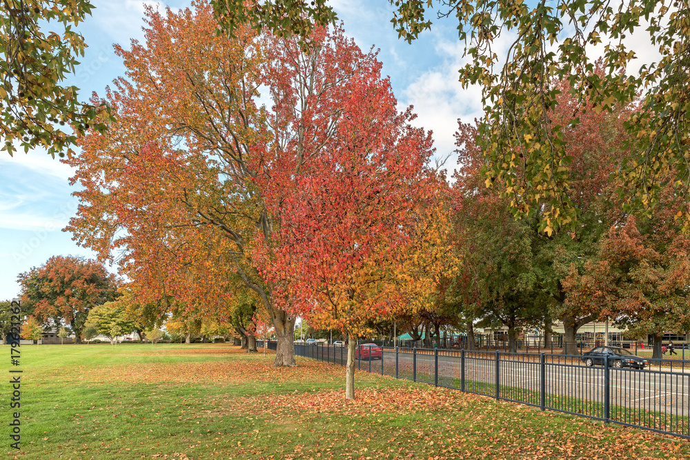 Naklejka premium Autumn Colorful Trees in the Park