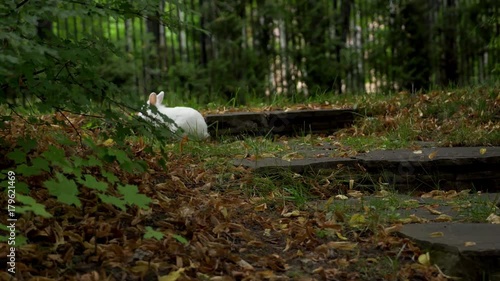 Rabbit jumps on grass