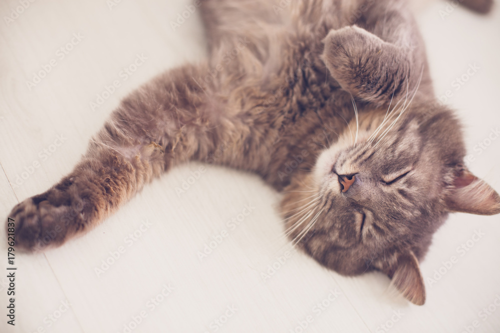 Sweet tabby cat sleeping on the floor belly up