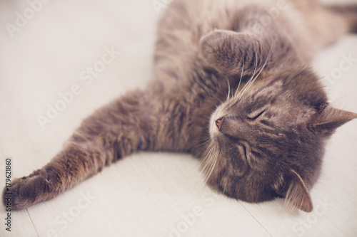 Sweet tabby cat sleeping on the floor belly up