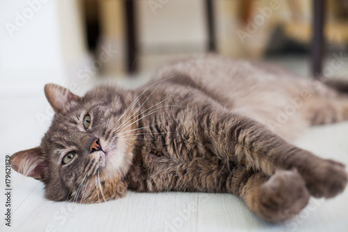 Furry grey cat in a charming pose