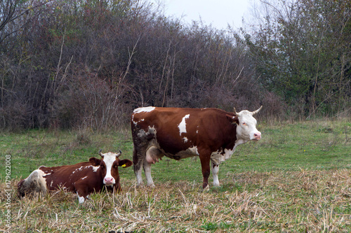 Domestic cows on pasture © dejtan05