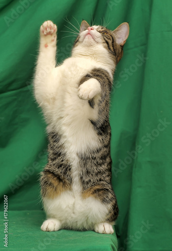 gray with white tabby cat on a green background photo