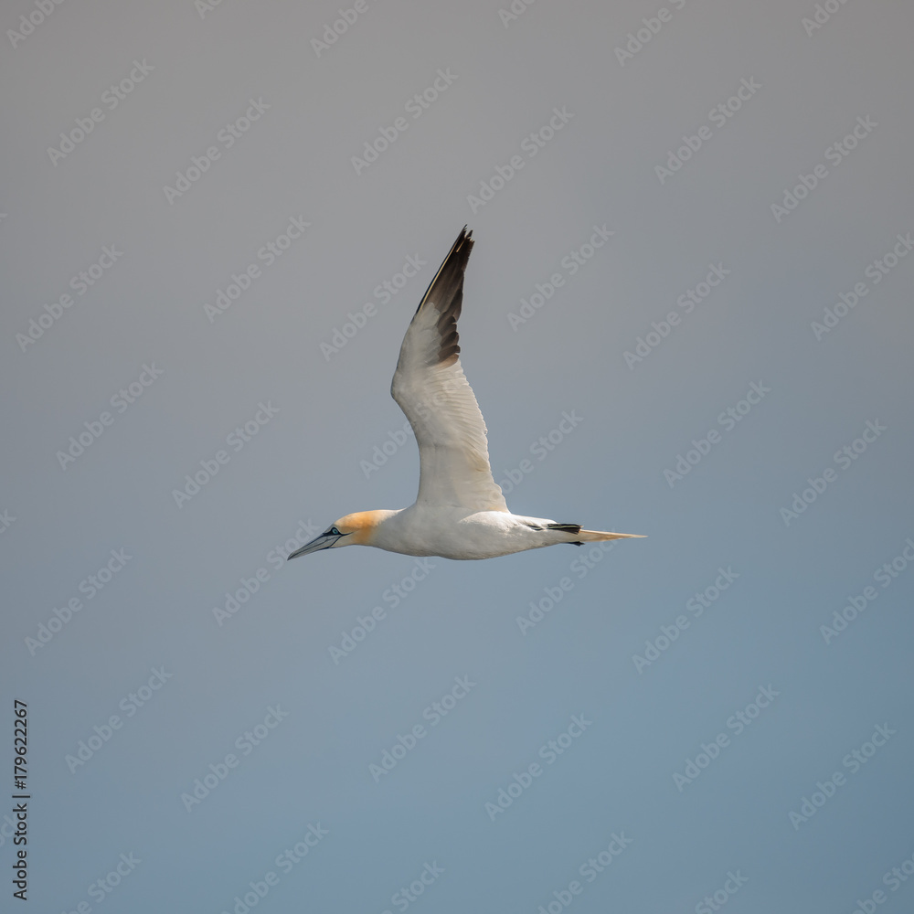 Flying Northern Gannet in Atlantic ocean following a boat Flying Northern Gannet in Atlantic ocean following a boat