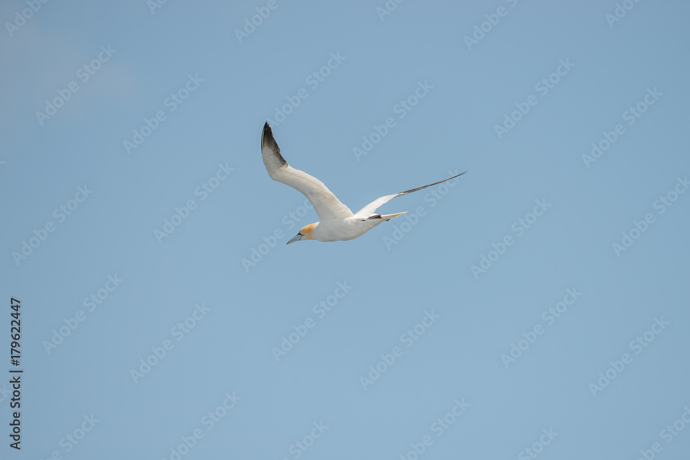 Obraz premium Flying Northern Gannet in Atlantic ocean following a boat