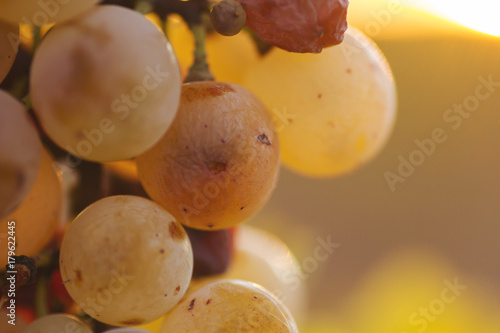 grapes photo