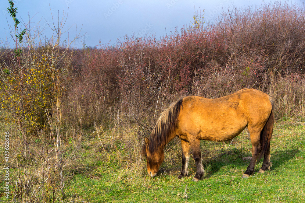 Wild mountain horses Wild mountain horses