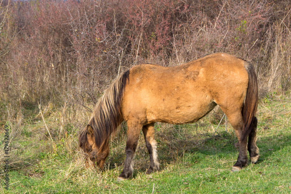 Wild mountain horses Wild mountain horses