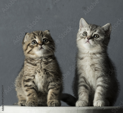 Fototapeta Naklejka Na Ścianę i Meble -  Portrait of the delicate kitten of a Scottish Fold cat on a gray background, looking attentively and amazedly