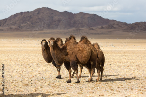 Camels in the desert of Western Mongolia.