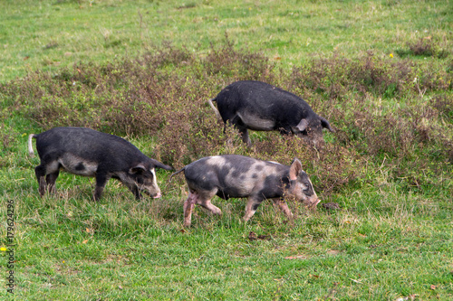 Mangulitsa pig and her pigs