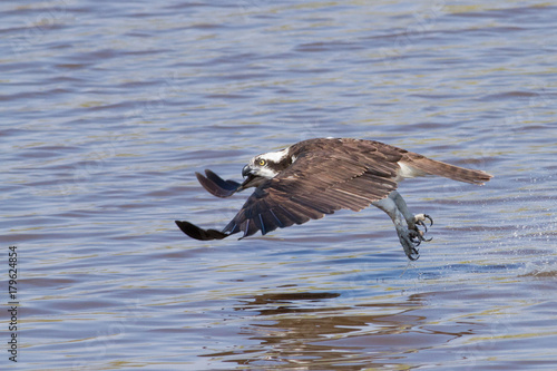 Osprey in Flight over the water