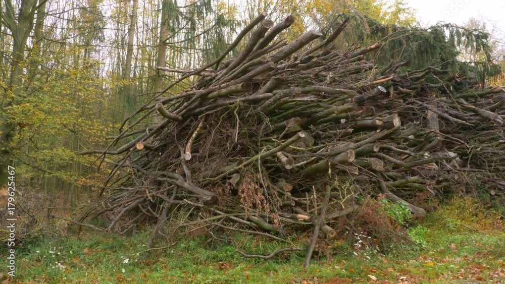 Heaps of cut wood in forest Heaps of cut wood in forest