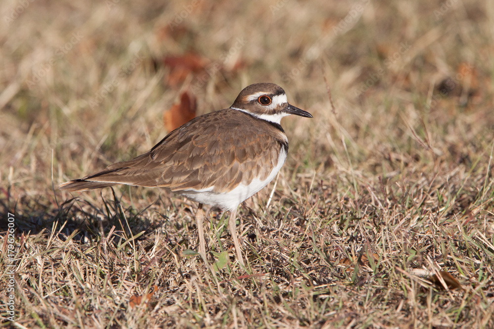 Killdeer in winter grass Killdeer in winter grass