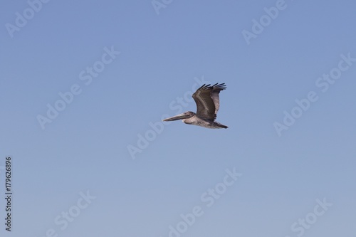 Birds Goat Rock Beach, California - Pelican