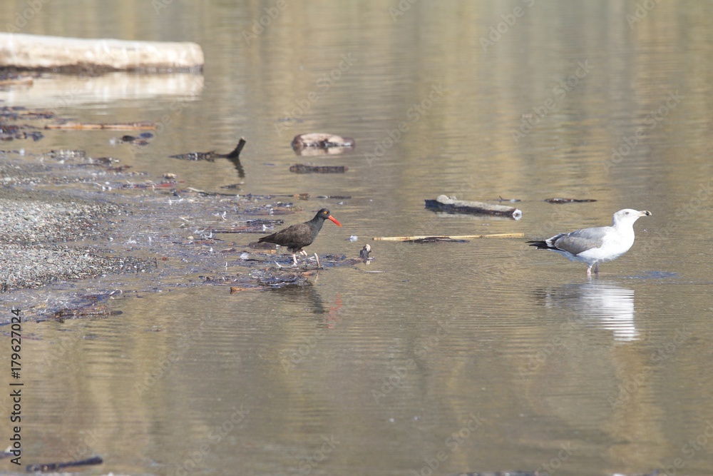 Birds Goat Rock Beach, California - Oystercatcher Birds Goat Rock Beach, California - Oystercatcher