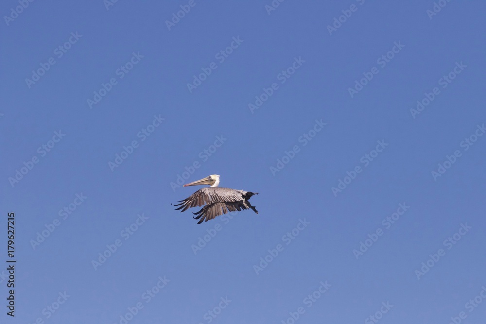 Obraz premium Birds Goat Rock Beach, California - Pelican