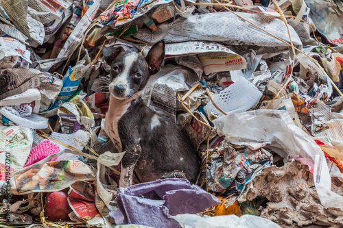 KOLKATA, INDIA - OCTOBER 31, 2016: Stray dog in a garbage at New Market in Kolkata, India photo