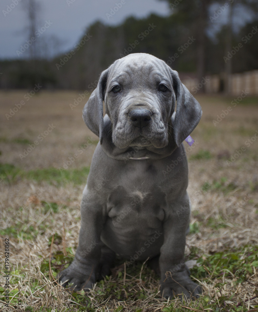 Blue Great Dane puppy