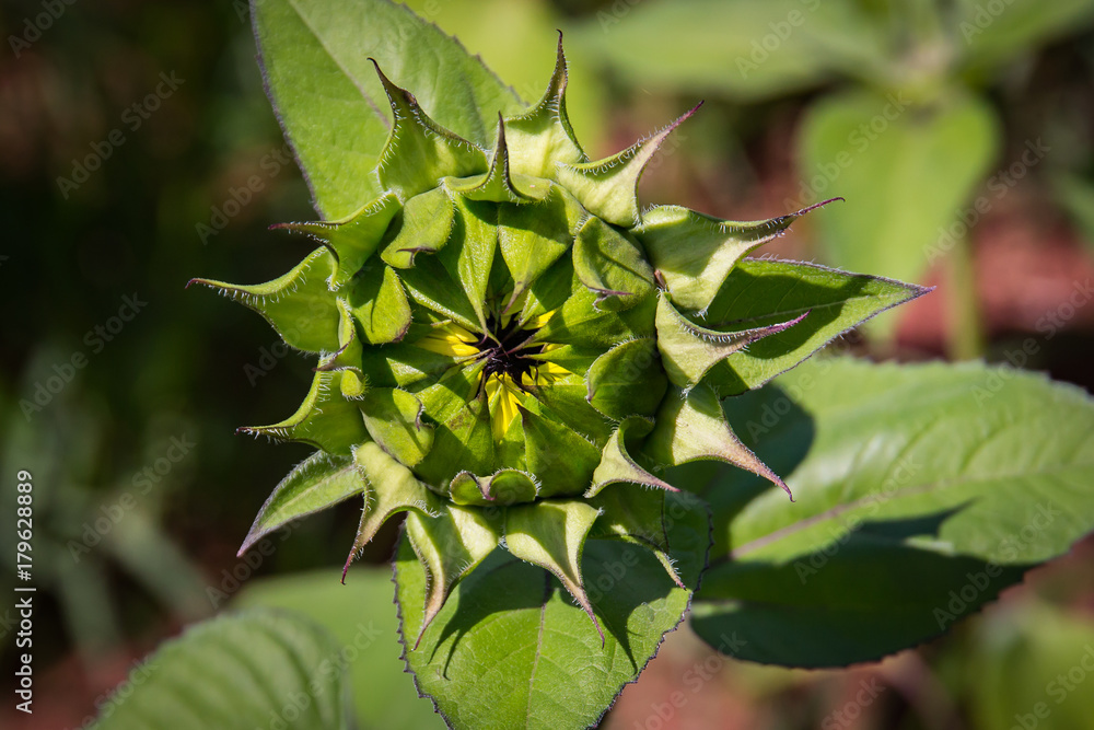 Sunflowers Sunflowers