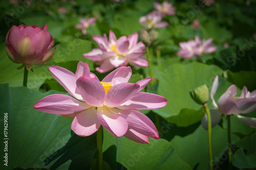 Lotus Flowers Field 