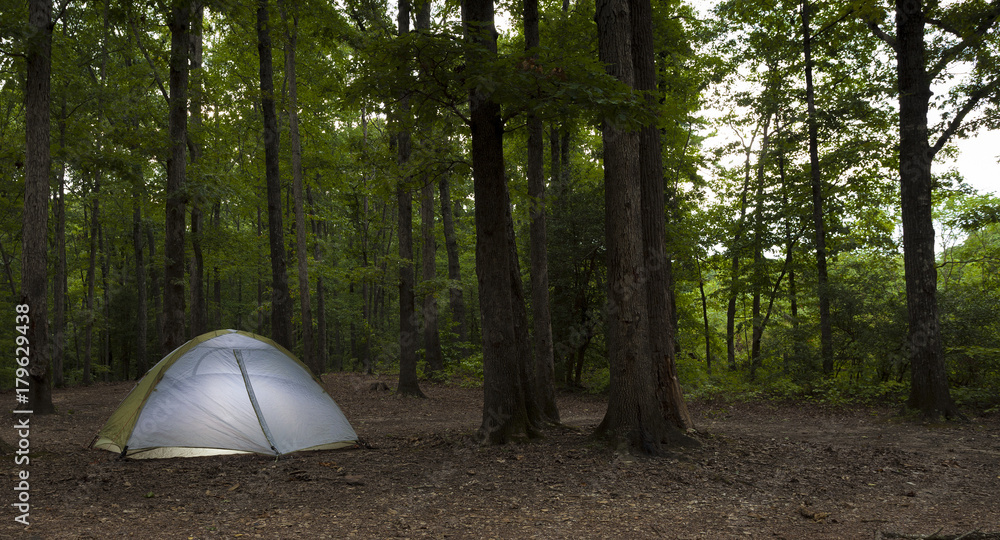 Forest campsite at dusk