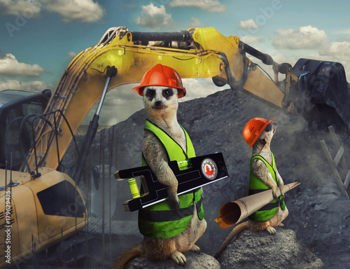 Two funny suricates constru...