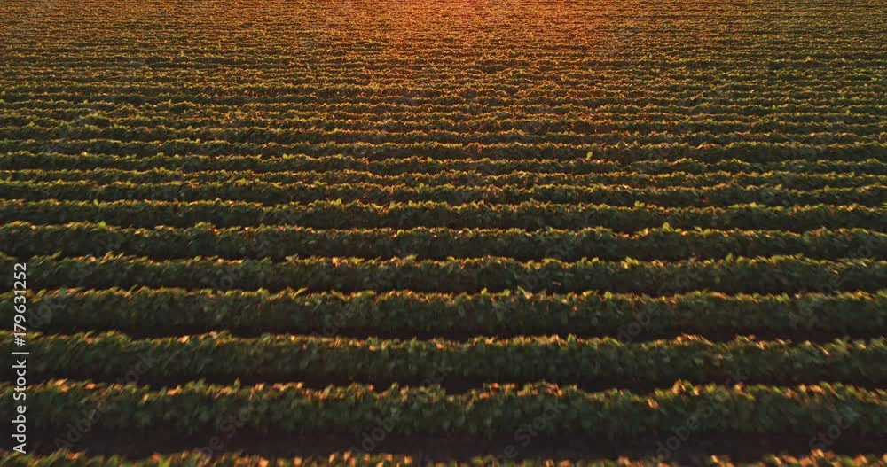 An aerial shot of soybean field ripening at spring season, agricultural landscape An aerial shot of soybean field ripening at spring season, agricultural landscape